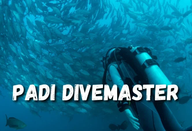 PADI Divemaster Course with Neptune Scuba Diving Sanur